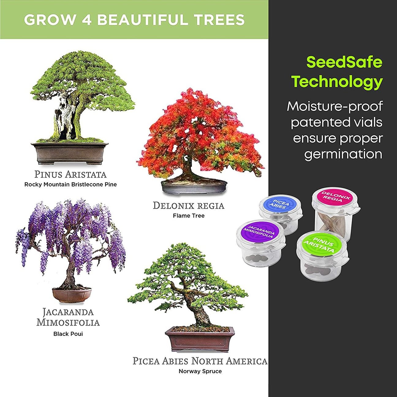 Planter's Choice Bonsai Starter Kit Deluxe